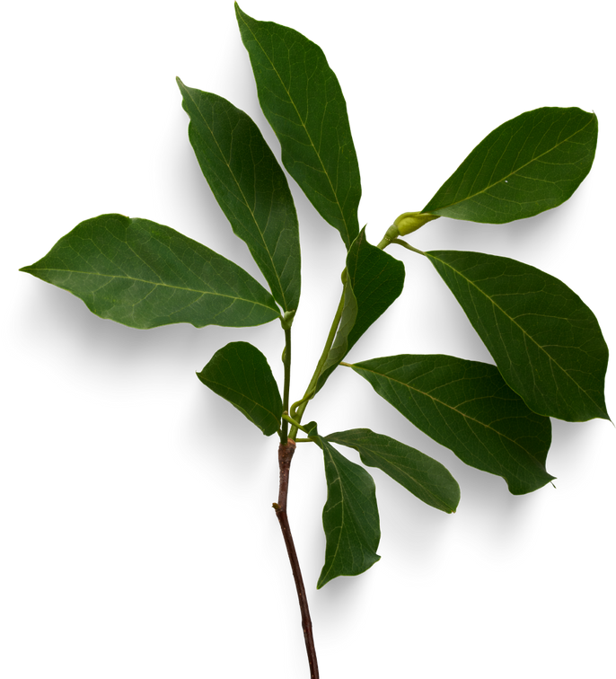 Isolated Cutout PNG